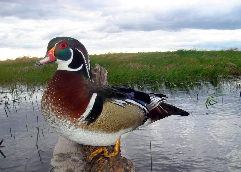 Wood duck trail pics 051210 Duck Hunting Forum